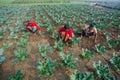 Some workers are clearing the weeds of their broccoli land in winter morning at Savar, Dhaka