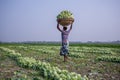 A worker is carrying Kohlrabi cabbage in his head for exporting in local market at Savar, Dhaka,