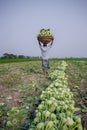 A worker is carrying Kohlrabi cabbage in his head for exporting in local market at Savar, Dhaka,