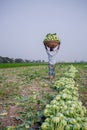 A worker is carrying Kohlrabi cabbage in his head for exporting in local market at Savar, Dhaka,