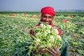 A worker hands are full of turnip at Savar, Dhaka, Bangladesh