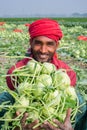 A worker hands are full of turnip at Savar, Dhaka, Bangladesh