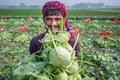 A worker hands are full of turnip at Savar, Dhaka, Bangladesh