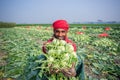 A worker hands are full of turnip at Savar, Dhaka, Bangladesh