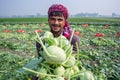 A worker hands are full of turnip at Savar, Dhaka, Bangladesh