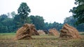 Bangladesh Rice Fields. Bangladesh is famous for its fine rice.