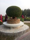 Bangladesh small tree