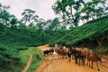 Tea garden at Sylhet, Bangladesh