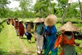 Tea garden at Sylhet, Bangladesh