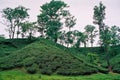 Tea garden at Sylhet, Bangladesh