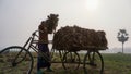 Bangladesh is a vast agricultural land. Farmer working in onion field. Farmers are picking up crops in cars. Agricultural green