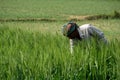 Bangladesh wheat farming landscape. Green grain wheat field in South Asia. A farmer tending the wheat field. Village - Pangsha,