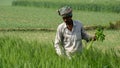 Bangladesh wheat farming landscape. Green grain wheat field in South Asia. A farmer tending the wheat field. Village - Pangsha,