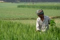 Bangladesh wheat farming landscape. Green grain wheat field in South Asia. A farmer tending the wheat field. Village - Pangsha,