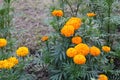 Bangladeshi Beautiful yellow Big marigold Flowers in Garden Royalty Free Stock Photo