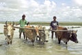 Bangladeshi farmers plowing with oxen rice field