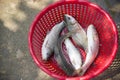 Bangladeshi fish in the basket Royalty Free Stock Photo