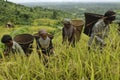 Indigenous farmers harvesting jhum rice in Bangladesh Royalty Free Stock Photo