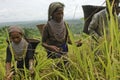 Indigenous farmers harvesting jhum rice in Bangladesh Royalty Free Stock Photo