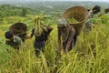 Indigenous farmers harvesting jhum rice in Bangladesh Royalty Free Stock Photo