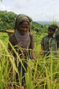 Indigenous farmers harvesting jhum rice in Bangladesh Royalty Free Stock Photo