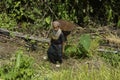 Indigenous farmers harvesting jhum rice in Bangladesh Royalty Free Stock Photo