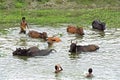 Bangladeshi kids and animals bathe collectively in lake Royalty Free Stock Photo