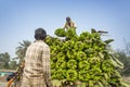 Labors are loading to pickup van on green bananas.