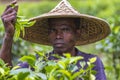 Skilled worker hands picking green tea raw leaves in Moulovibazar, Bangladesh.