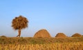 Bangladeshi people carries newly harvested paddy Royalty Free Stock Photo