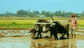 Bangladeshi Plough man using buffalo power for ploughing their rice field Royalty Free Stock Photo
