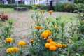 Bangladeshi winter Beautiful yellow Big marigold Flowers in Garden Royalty Free Stock Photo