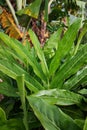 Bangle plant (Zingiber cassumunar) with green leaves