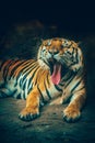 Bangor tiger yawn. Royalty Free Stock Photo