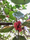 Banian fruits hanging on tree with green leaf