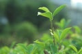 Banian leaf with Spider Silk,Ficus microcarpa Linn. f