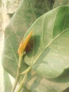Banian tree leaf and flower