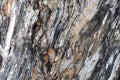 Banian tree trunk surface color and texture