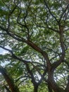 Banien tree provides oxygen too