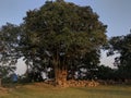 History,Ratnagiri,Monastery,Serene,Peace,Banyan Tree