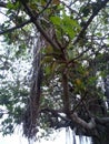 Baniyan tree