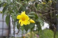 Banjarnegara, Indonesia Juni, 10 2022, close up of golden trumpet flower Royalty Free Stock Photo