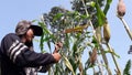 Banjarnegara, September 2022. A young man on corn plantation