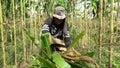 Banjarnegara, September 2022. A young men farmer is on the corn garden Java Indonesia