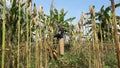 Banjarnegara, September 2022. A young men farmer is on the corn garden Java Indonesia