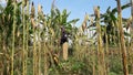 Banjarnegara, September 2022. A young men farmer is on the corn garden Java Indonesia