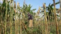 Banjarnegara, September 2022. A young men farmer is on the corn garden Java Indonesia