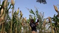 Banjarnegara, September 2022. A young men farmer is on the corn garden Java Indonesia