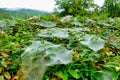 Hammock Weaver Spider Webs