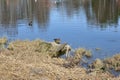 On the bank of the duck river. The forest and trees are reflected in the water. Birds on the water